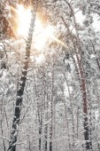 malerischer Blick auf schneebedeckte Bäume und Sonnenlicht im Winterwald
