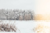 malerischer Blick auf schneebedeckte Bäume mit seitlicher Beleuchtung im Winterwald