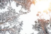 Blick von unten auf schneebedeckte Bäume in wunderschönen Winterwäldern und Sonnenlicht