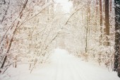 szép havas téli erdő tónusú kép