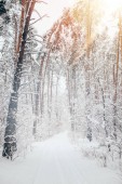 malerischer Blick auf den schönen verschneiten Winterwald mit Kiefern und Sonnenlicht