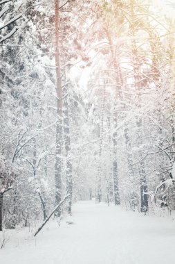 scenic view of snowy trees in winter forest clipart