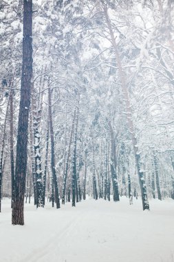 scenic view of snowy trees in winter forest clipart