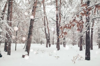 Doğal görünümü bulanık düşen kar taneleri ve kış orman