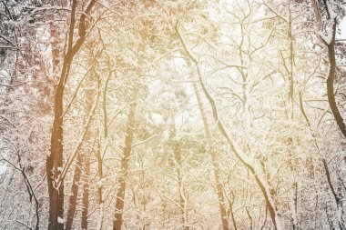 arka plan olarak resim karlı kış Woods tonda