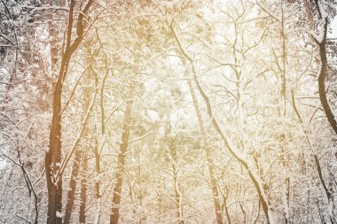 toned picture of snowy winter woods as background clipart