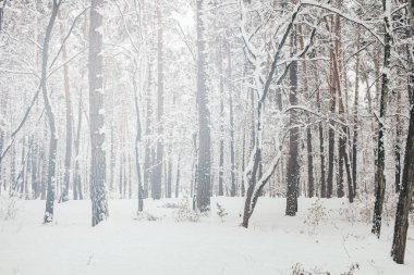 scenic view of beautiful snowy winter forest clipart