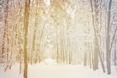 toned picture of beautiful snowy winter forest clipart