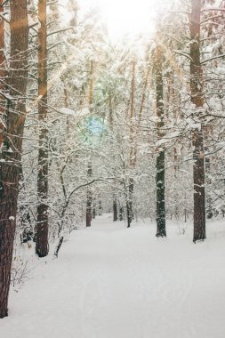 scenic view of beautiful snowy winter forest and sunlight clipart