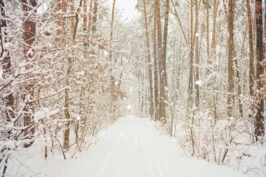 scenic view of winter forest and blurred falling snowflakes clipart