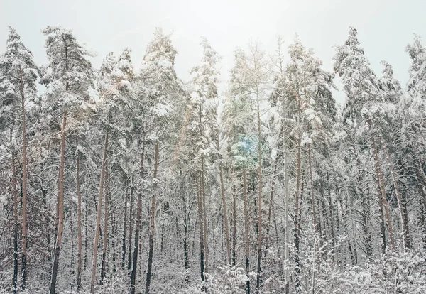 Vista Panoramica Pini Innevati Luce Solare Nella Foresta Invernale — Foto stock gratuita
