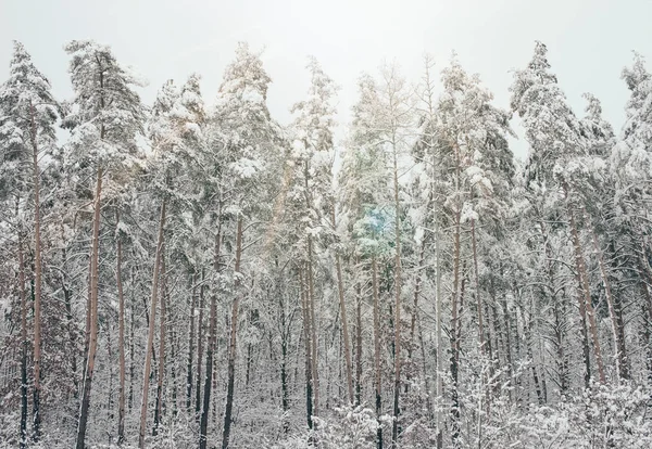 Vista Panorámica Los Pinos Nevados Luz Del Sol Bosque Invierno — Foto de stock gratis