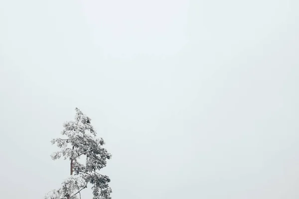 Pine Tree Covered Snow Clear Sky Background — Free Stock Photo