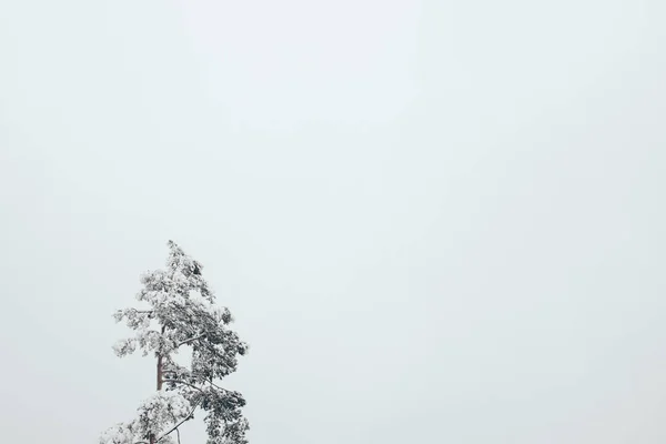 Pin Couvert Neige Ciel Clair Comme Arrière Plan — Photo gratuite