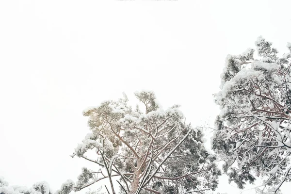 冬季森林中雪松的低角度景观 — 图库照片