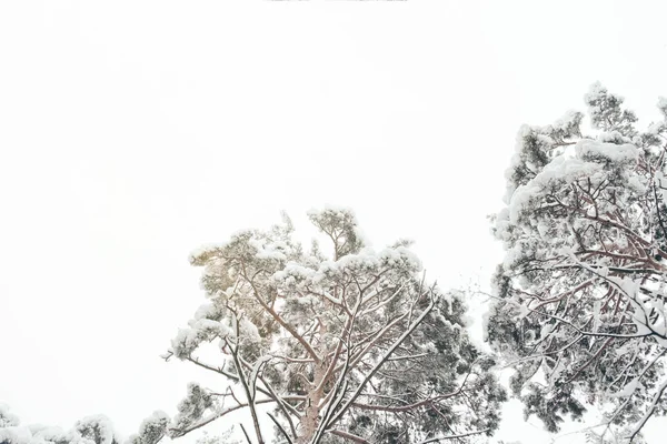 Low Angle View Snowy Pine Trees Winter Forest — Stock Photo, Image