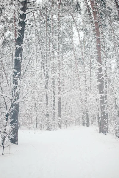 Γραφική Θέα Από Χιονισμένα Δέντρα Στο Δάσος Του Χειμώνα — Φωτογραφία Αρχείου