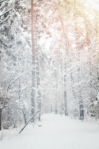 живописный вид на снежные деревья в зимнем лесу
