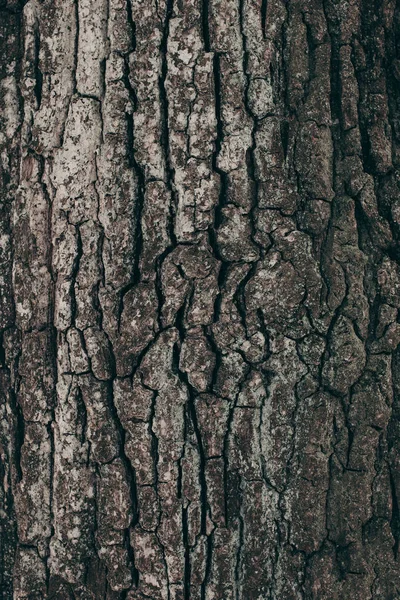 Pełna Klatka Mroczne Drzewo Bark Tekstury Tle — Zdjęcie stockowe