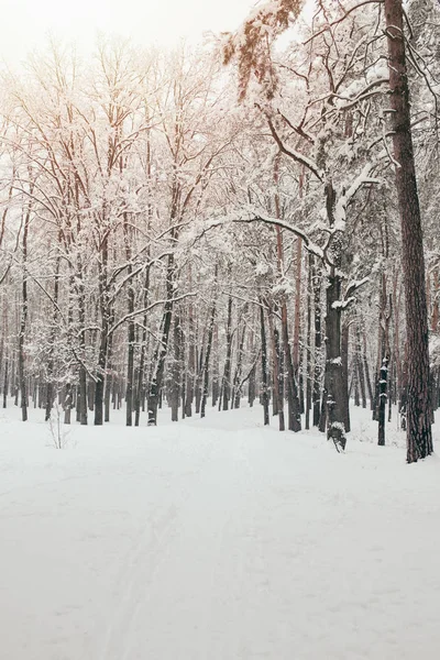Γραφική Θέα Από Χιονισμένα Δέντρα Στο Δάσος Του Χειμώνα — Φωτογραφία Αρχείου