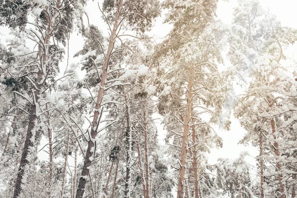 Низкий Угол Обзора Снежных Сосен Зимнем Лесу — стоковое фото