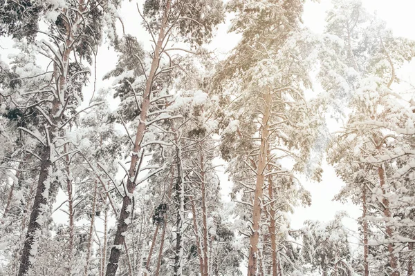 Low angle view of snowy pine trees in winter forest