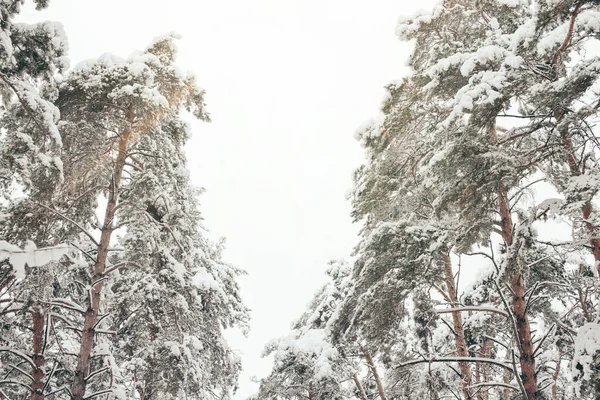 Low angle view of snowy pine trees in winter forest