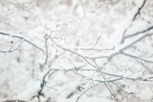 Крупним Планом Вид Гілочок Покритих Снігом Зимовому Лісі — стокове фото