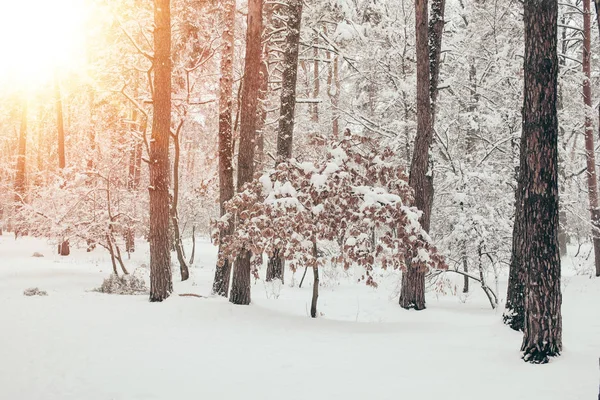 Vista Panorâmica Bela Floresta Inverno Nevado Com Luz Solar — Fotografia de Stock