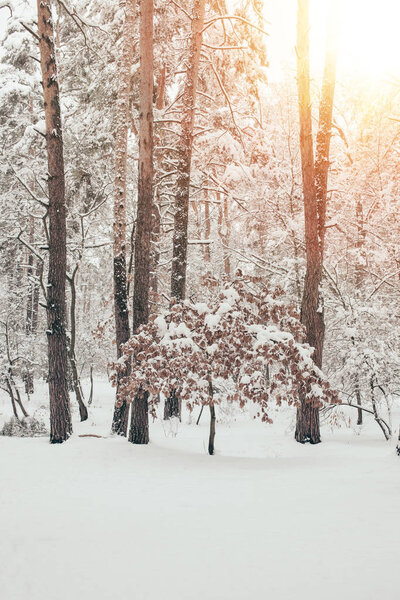 живописный вид на красивый снежный зимний лес с солнечным светом
