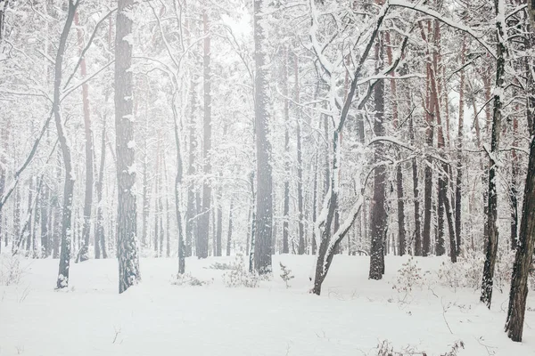 美しい雪に覆われた冬の森の眺め — ストック写真