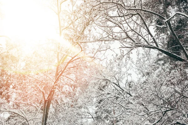 Låg Vinkel Visa Snörik Vinter Skog Och Solljus — Stockfoto