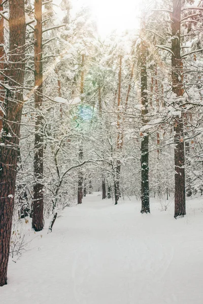 Vista Panoramica Della Bellissima Foresta Invernale Innevata Luce Del Sole — Foto stock gratuita