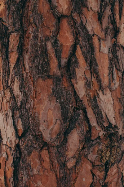 Tam Kare Kahverengi Ağaç Barque Doku Arka Plan Olarak — Stok fotoğraf