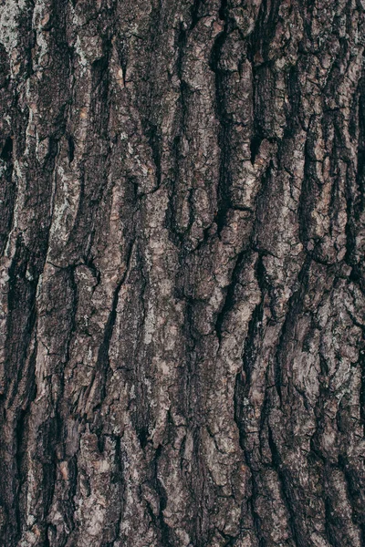 Full Frame Dark Tree Barque Texture Background — Stock Photo, Image