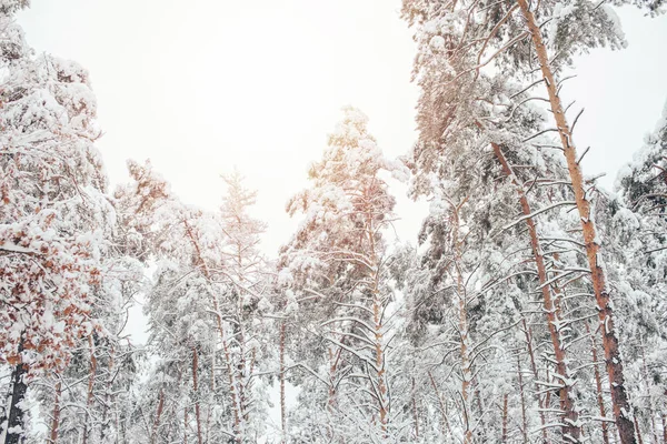 Lage Hoek Uitzicht Besneeuwde Winter Bos Zonlicht — Stockfoto