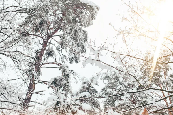 Låg Vinkel Visa Snörik Vinter Skog Och Sidoljus — Gratis stockfoto