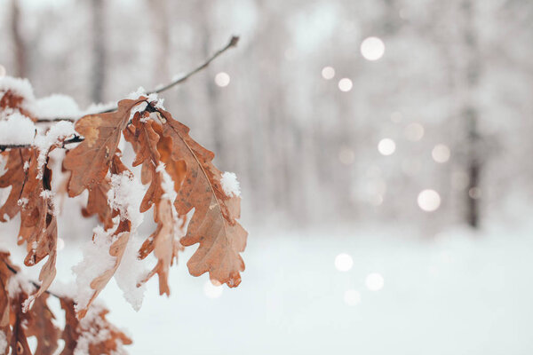 scenic view of oak leaves with snow in winter forest and blurred falling snowflakes