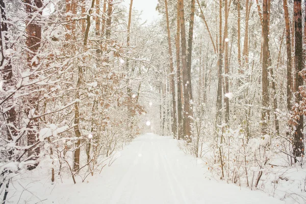scenic view of winter forest and blurred falling snowflakes
