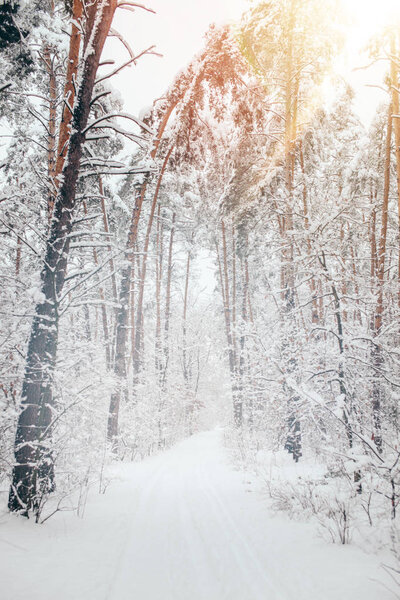 Scenic view of beautiful snowy winter forest with pine trees and sunlight