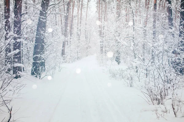 Vista Panorâmica Floresta Inverno Flocos Neve Queda Turva — Fotografia de Stock