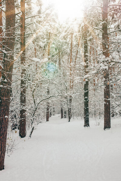 Scenic view of beautiful snowy winter forest and sunlight — Stock Image Scenic View Beautiful Snowy Winter Forest Sunlight — Stock Photo, Image