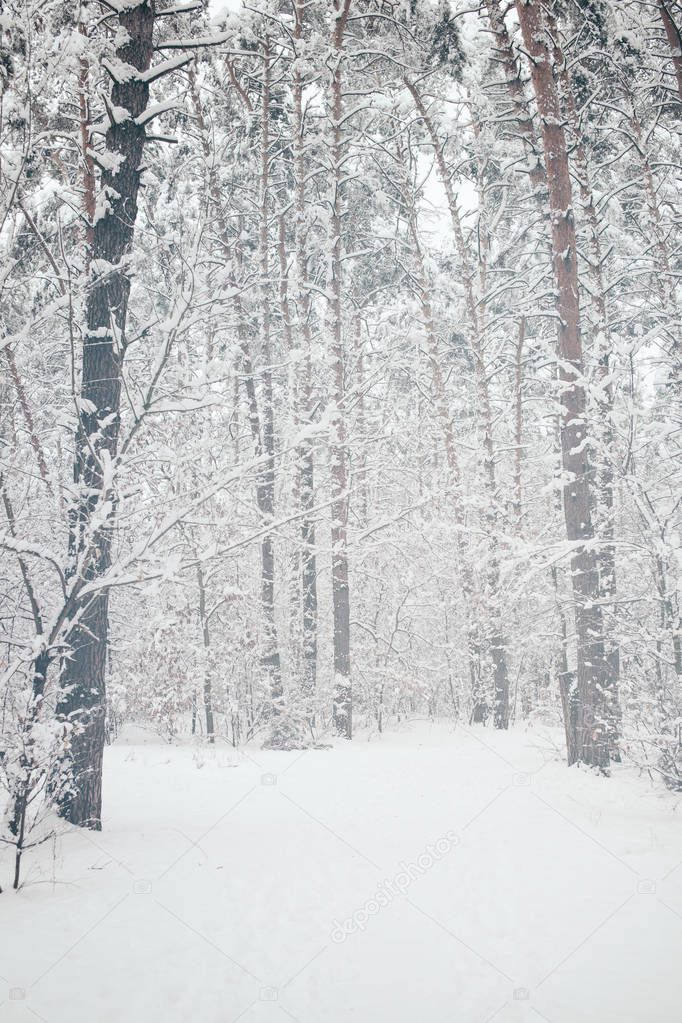 scenic view of snowy trees in winter forest
