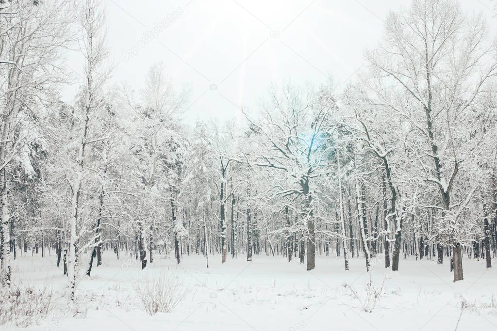 scenic view of snowy trees and sunlight in winter forest