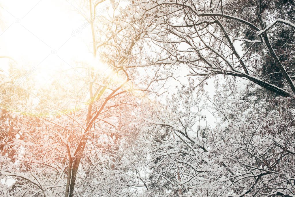 low angle view of snowy winter forest and sunlight