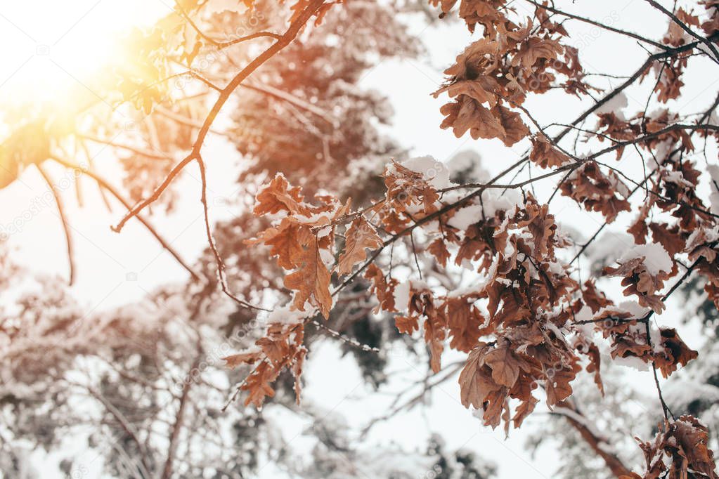 Close up view of oak leaves and twigs in snow with side lighting in winter forest