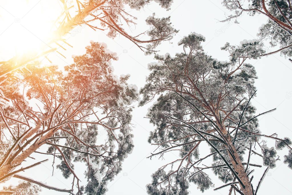 bottom view of trees covered with snow in beautiful winter woods and sunlight