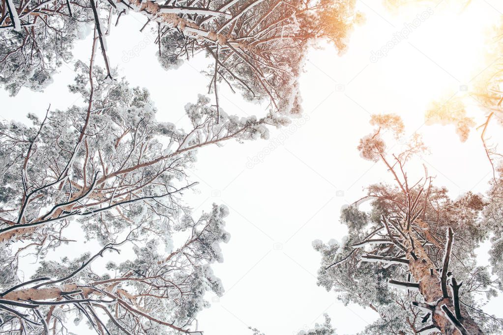 bottom view of trees covered with snow in beautiful winter woods and sunlight