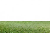 lawn with green grass on white, floral background