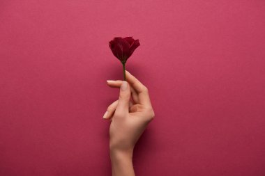 cropped view of woman holding flower in hand on ruby background  clipart